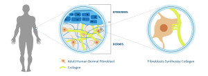 Illustration of Castle Creek Biosciences autologous fibroblasts